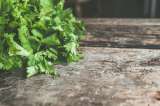 ¿Cómo sembrar cilantro en casa? La planta más popular en la gastronomía.