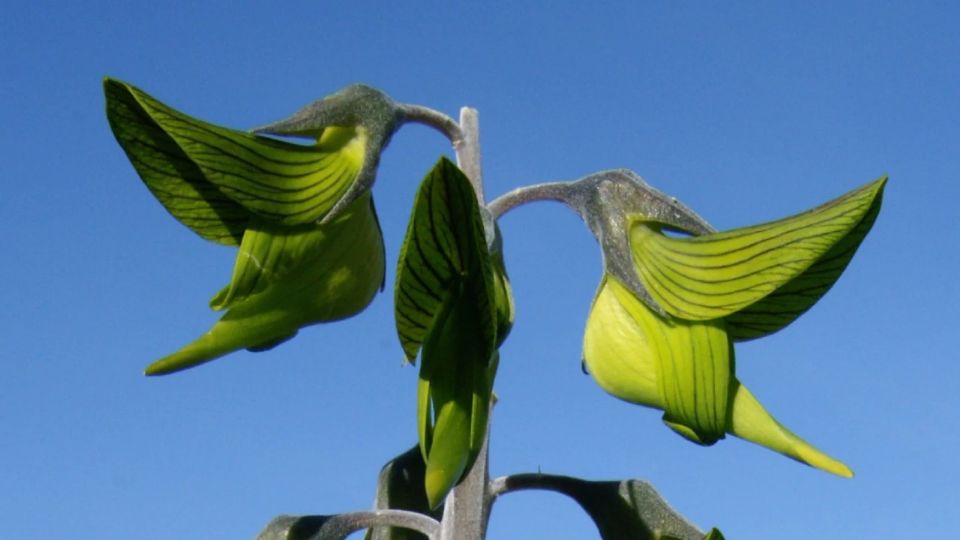 Esta planta de clima cálido necesita bastante luz solar y suelos con excelente drenaje, ya que no tolera el exceso de humedad ni las heladas intensas.
