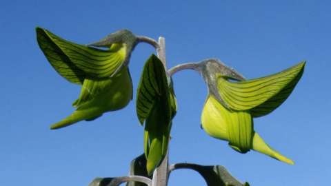 La planta que parece un colibrí y sorprende por su extraña forma: origen y cuidados
