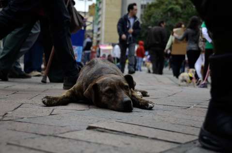 Concejal denuncia aumento del 87% del maltrato animal en Bogotá