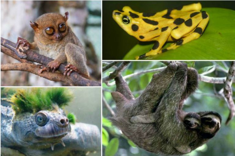 Estos son los animales que están en vía de extinción