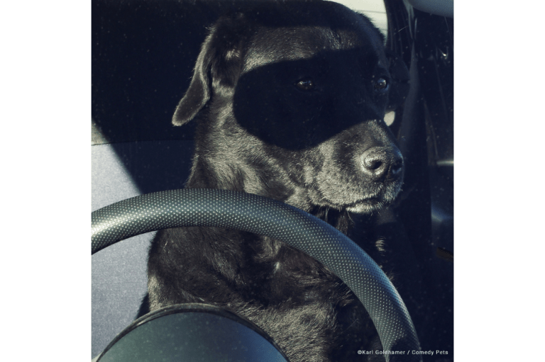 "El vengador de los pobres ha vuelto, pero esta vez como perro y no a caballo, ¡sino en coche! Por supuesto, no puede faltar la obligada máscara negra", dijo el fotógrafo sobre la imagen.