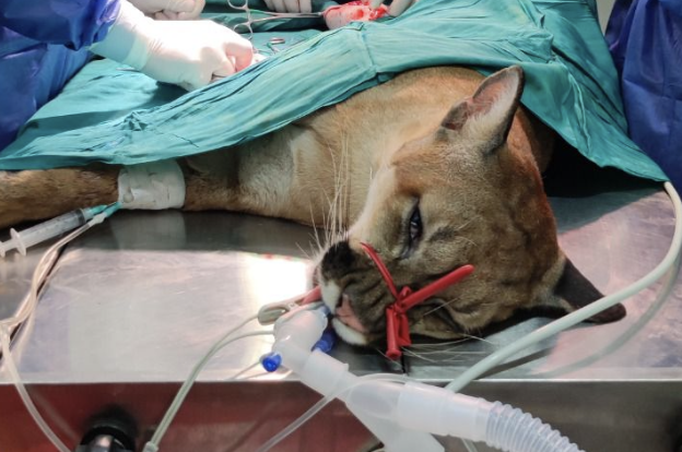 Este es el puma concolor que es atendido por veterinarios y especialistas en Villavicencio.