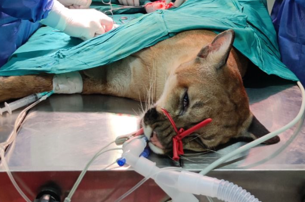 Llevan a un puma concolor en ambulancia hasta Villavicencio: este es su estado de salud
