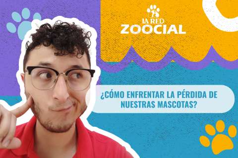 (Video) ¿Cómo enfrentar la pérdida de nuestras mascotas?