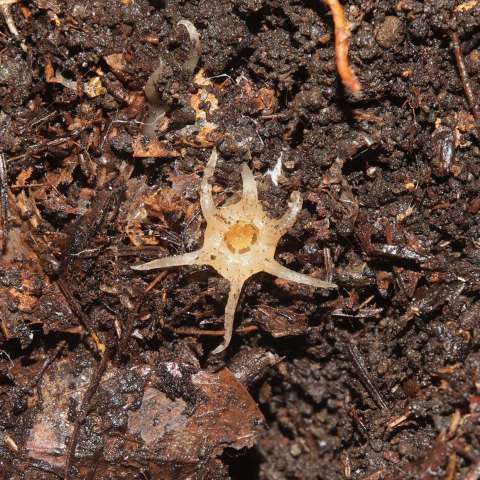 Linternas de hadas, las increíbles plantas que parecen de cristal