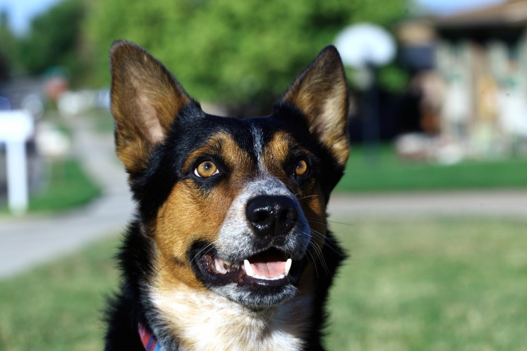 ¿Comer pasto es malo para los perros? Aquí le explicamos