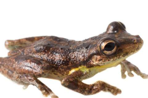 Una nueva especie de ranas fue hallada en Antioquia