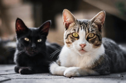 Las cinco cosas que más molestan a los gatos (y que tal vez usted comete)