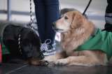 Animales de compañía en TransMilenio: entre el abandono y la instrumentalización