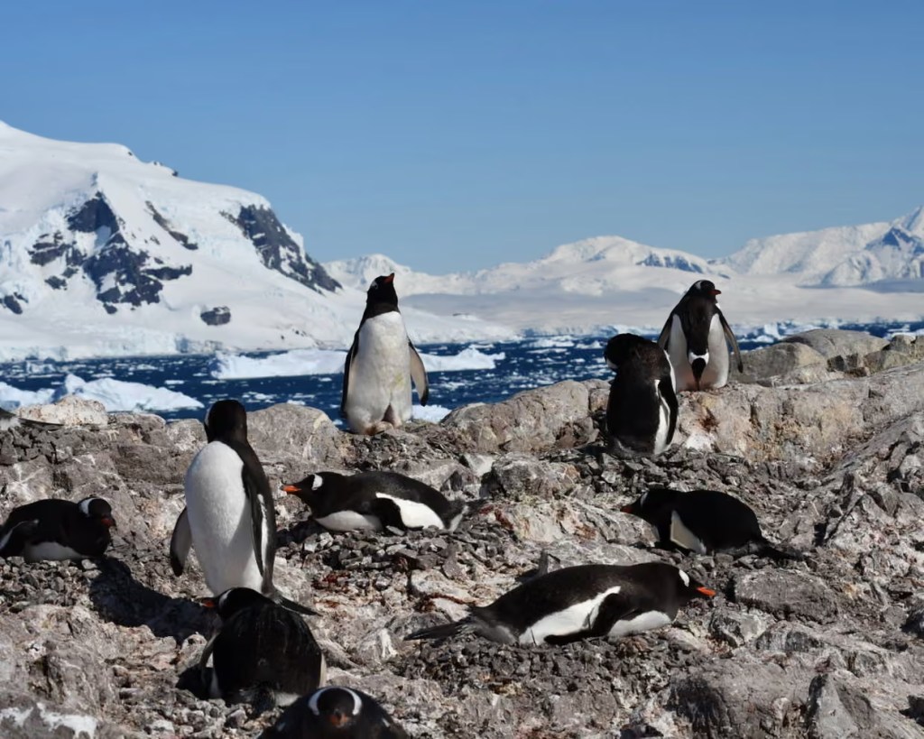 Los pingüinos estarían adelantando su temporada de reproducción debido al cambio climático