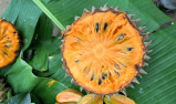 Montes de María: sabores del bosque seco tropical a la mesa