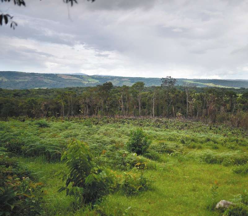 Deforestación en el departamento del Meta