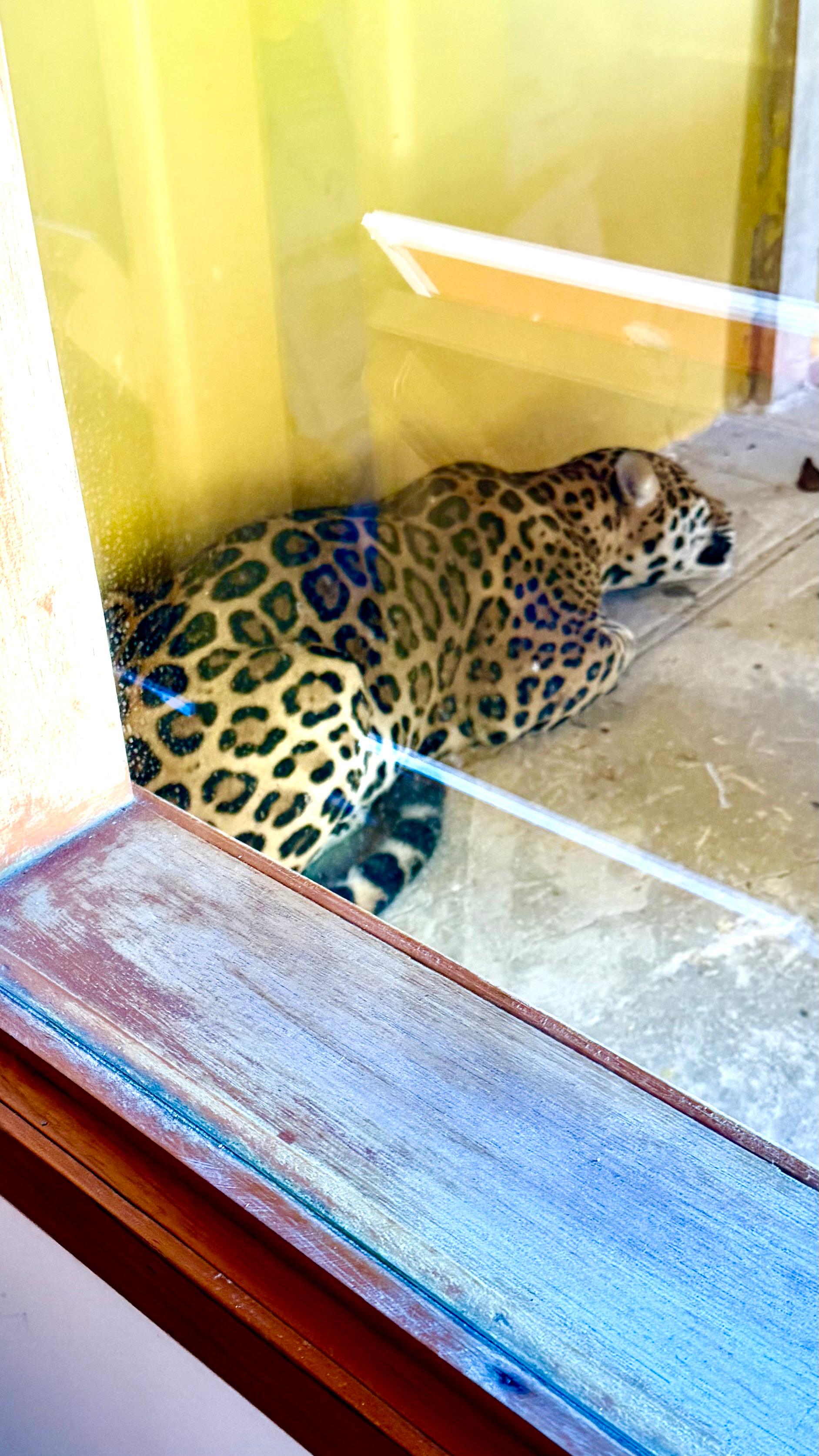 El jaguar fue reportado desde la madrugada al interior de las instalaciones de la Universidad Nacional Sede Amazonía.
