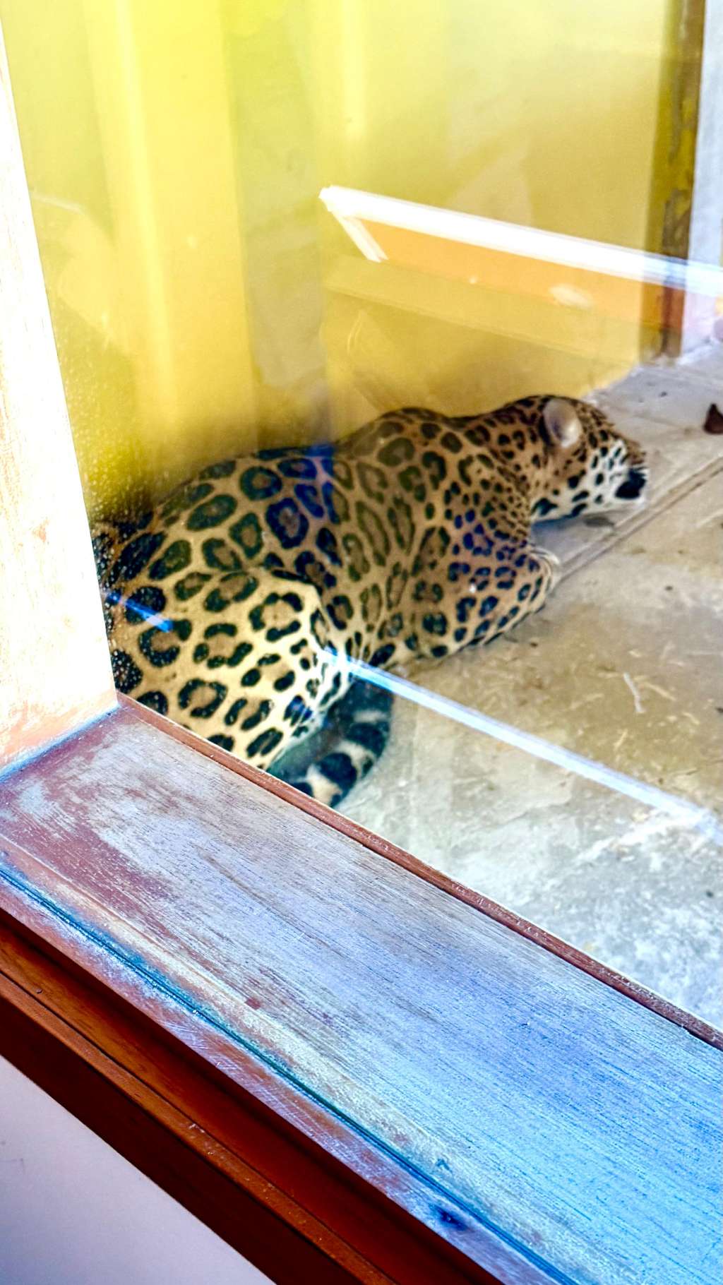 El jaguar fue reportado desde la madrugada al interior de las instalaciones de la Universidad Nacional Sede Amazonía.