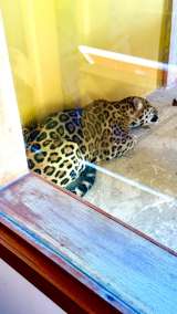 Así fue el rescate del jaguar que amaneció en la Universidad Nacional Sede Amazonía