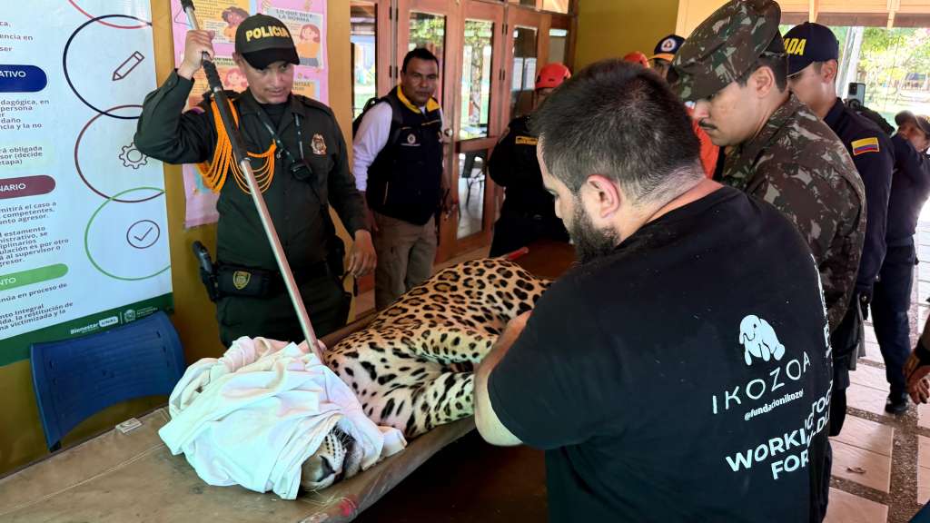 El jaguar permanece en las instalaciones de Corpoamazonia bajo supervisión profesional.