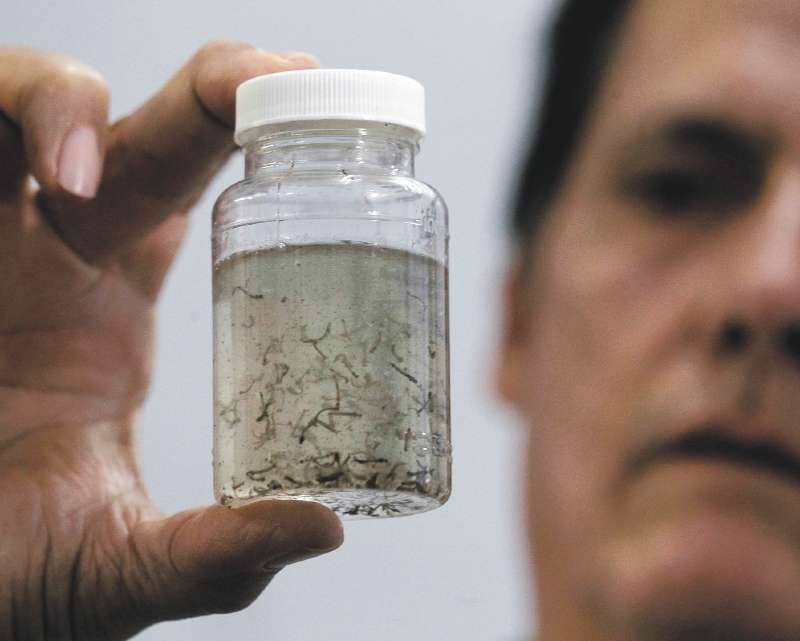 El mosquito vive en las zonas por debajo de los 1.200 metros sobre el nivel de mar.