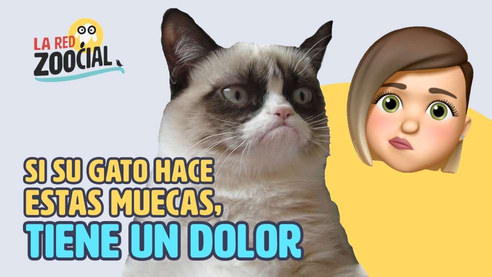 Gatos sienten dolor, escala para medirlo. Red Zoocial.