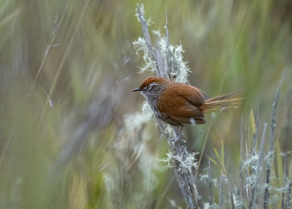 Se estima que los páramos albergan cerca de 154 de aves.