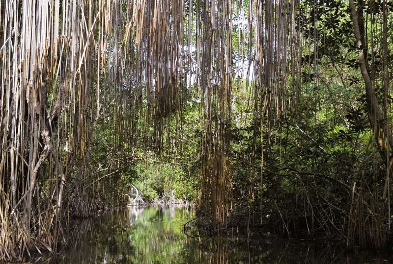 La pérdida de biodiversidad en América Latina se debe, principalmente, a la transformación del uso del suelo. / María Paula Rubiano