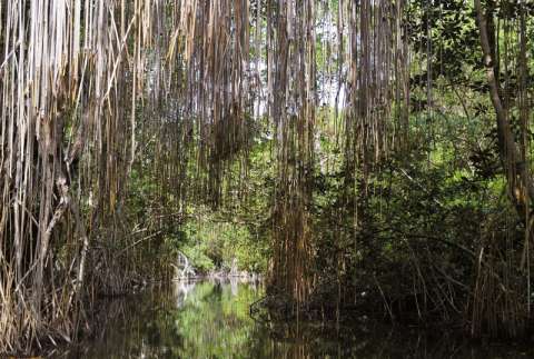 América Latina: ¿por qué la región megadiversa del mundo sufre la mayor pérdida de especies?