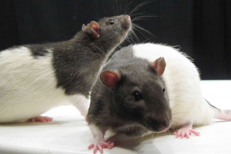¿Qué significa soñar son ratas? Aquí te contamos