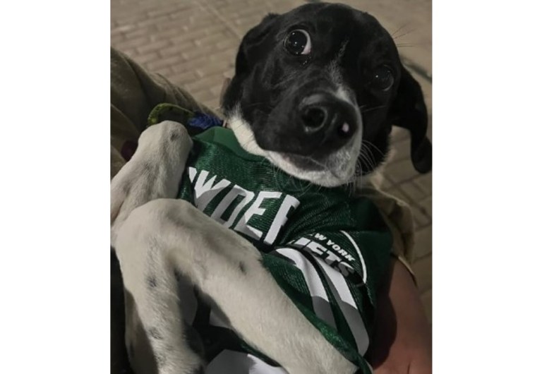 Luna, perrita que casi se ahoga, fue adoptada y su familia la devolvió al refugio