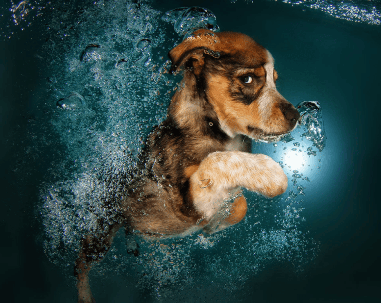 Este fotógrafo capta divertidas escenas de perros bajo el agua