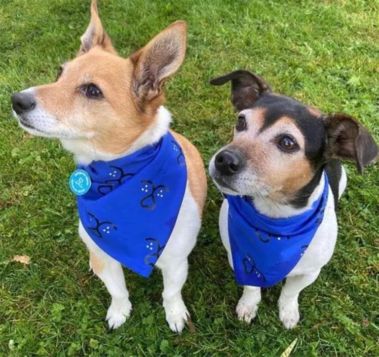 Bluebell y Beth: las mascotas reales que llegaron al Palacio de Buckingham