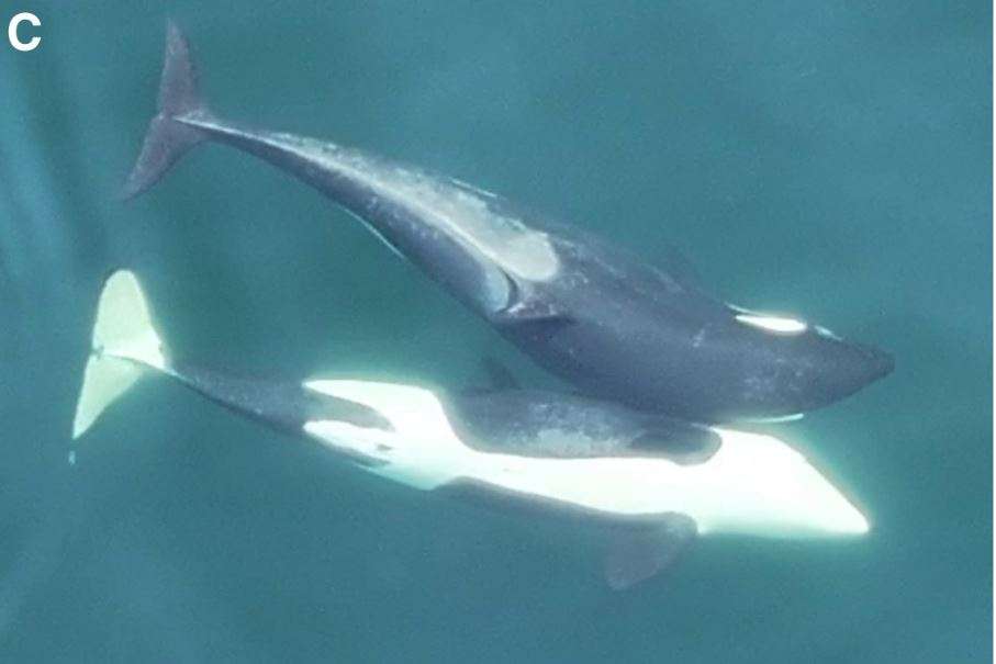 Las orcas se frotan el lomo con algas para desprenderse de la piel muerta. Centro de Investigación de Ballenas, NMFS, Permiso NOAA 27038