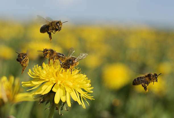 La ecología de las abejas melíferas exige que hagan evaluaciones rápidas y precisas de qué flores tienen más probabilidades de ofrecerles néctar o polen. /Getty