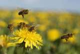 Esto es lo que la inteligencia artificial puede aprender de las abejas