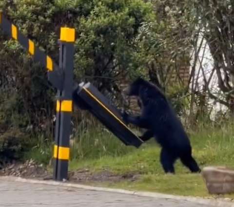 Oso andino captado en La Calera no estaba en zona urbana, aclara la CAR