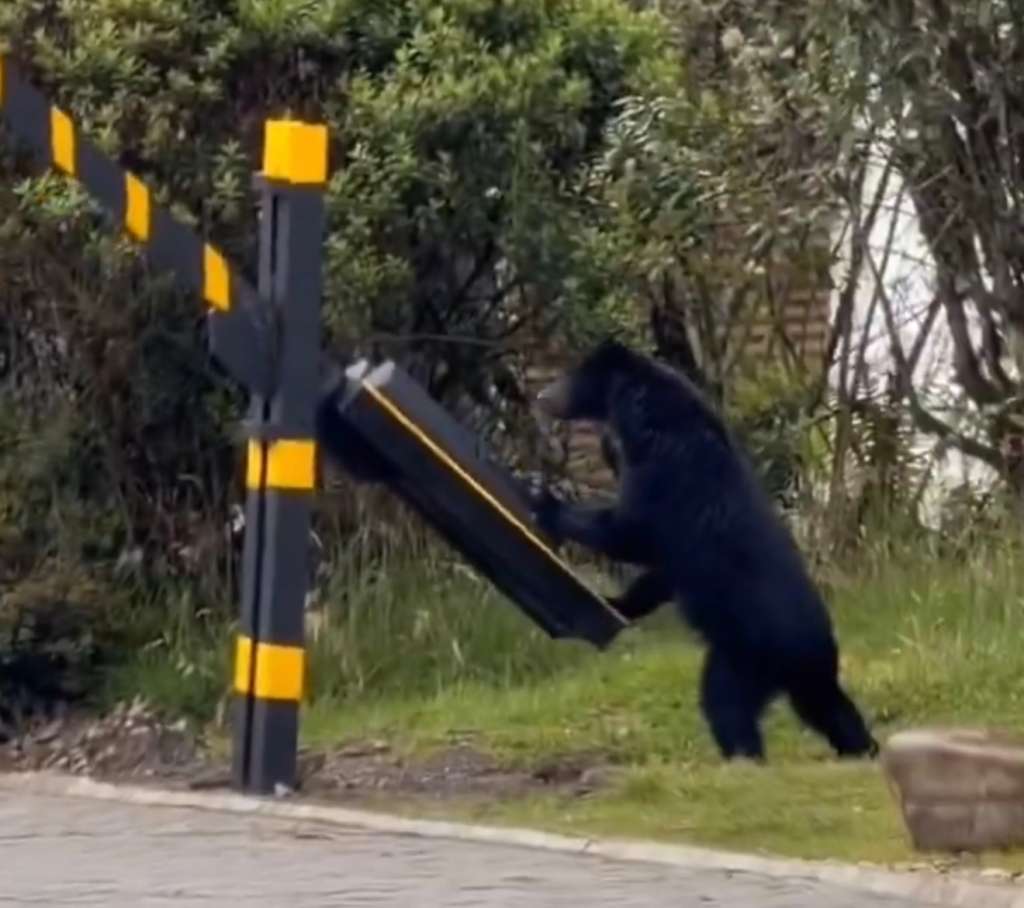 El oso andino fue grabado mientras recorría un conjunto residencial de La Calera y abría una talanquera de acceso vehicular.