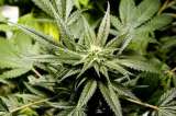 En tres meses, Uruguay comenzará a vender marihuana en farmacias