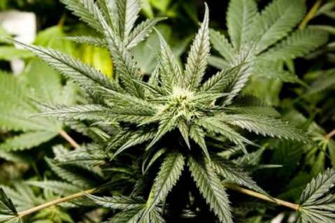 En tres meses, Uruguay comenzará a vender marihuana en farmacias
