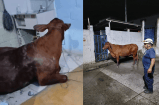 En plena madrugada, una vaca cae del techo y sorprende a una familia en Caldas