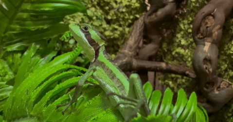 Una iguana dio a luz ocho crías pese a que no tuvo contacto con ningún macho