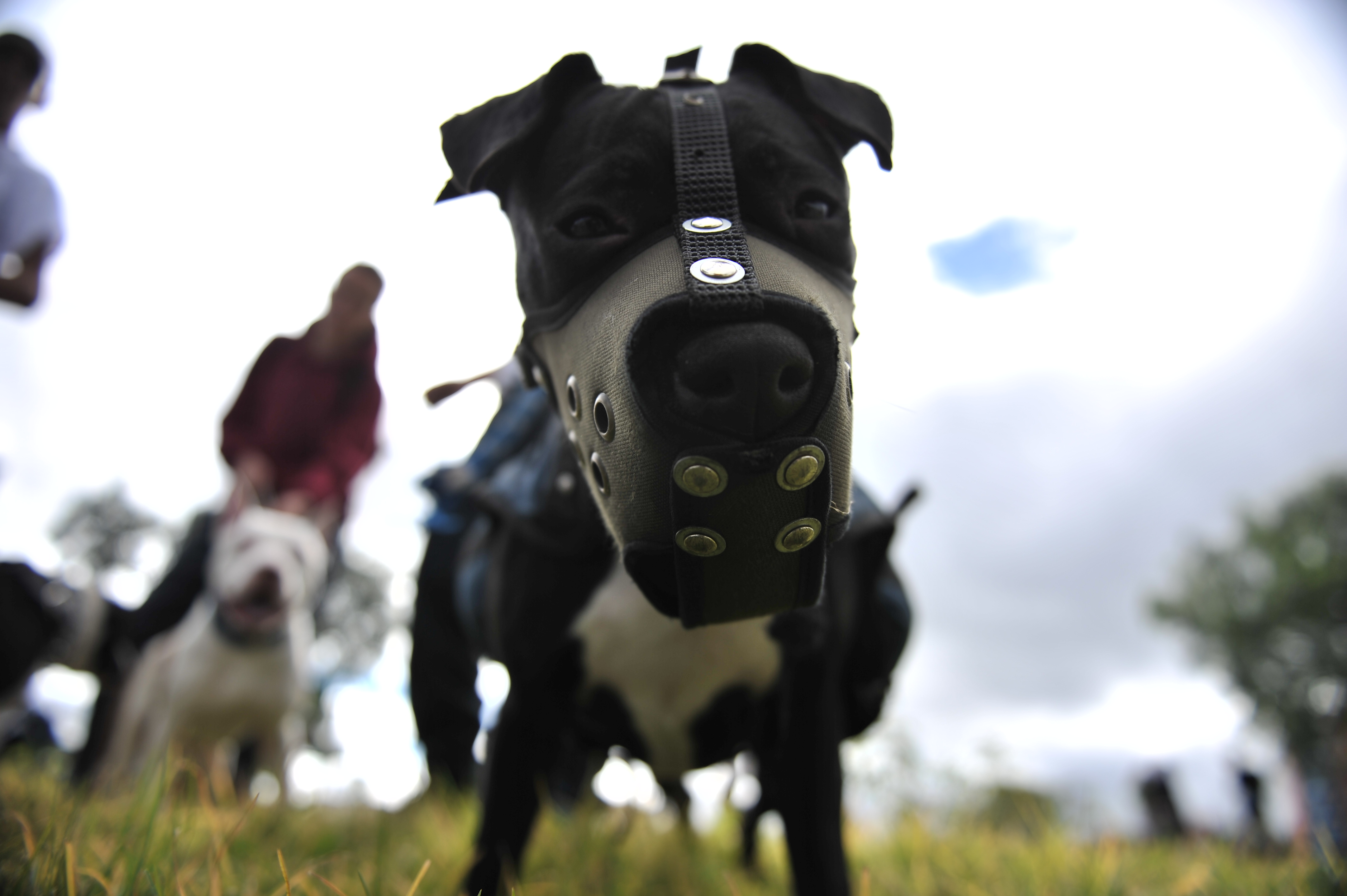 Marcha organizada por dueños de perros Pitbull.