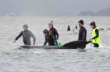 Australia: Mueren 380 ballenas estancadas en las bahías de Tasmania