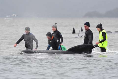 Australia: Mueren 380 ballenas estancadas en las bahías de Tasmania