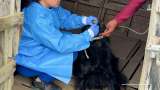 Descubren falso hogar de protección animal: los perros tenían lesiones y enfermedades