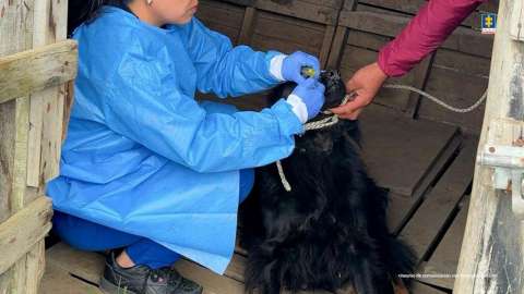 Descubren falso hogar de protección animal: los perros tenían lesiones y enfermedades