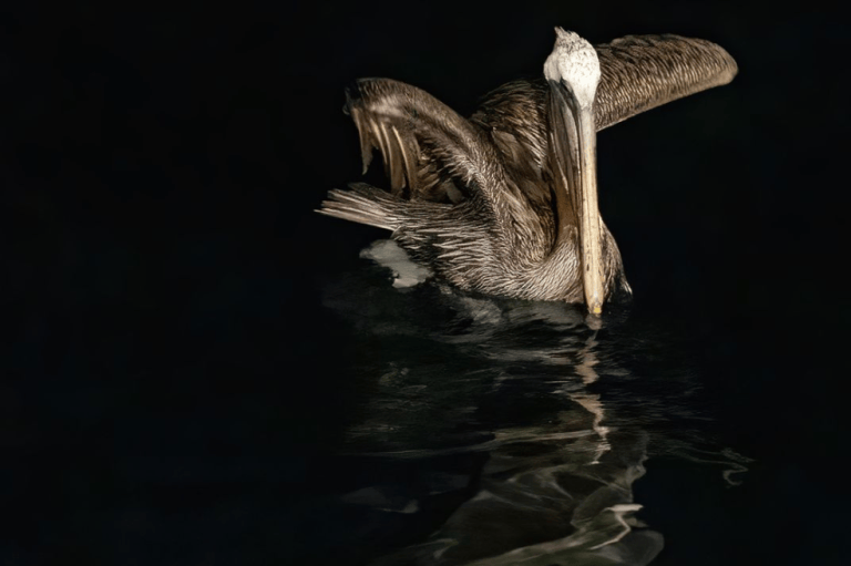 Sunil Gopalan, premio Fisher, capturó esta foto en un crucero por las Galápagos con su familia. Tras un par de horas, pudo fotografiar a un pelícano pardo y a un tiburón de las Galápagos. "En esta imagen, el tiburón nada por debajo del ave, creando una silueta fantasmal. No sabía si este tipo de fotografía era habitual, pero para mí era especial".