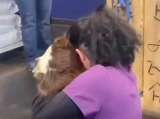 Video: la emotiva reacción de un perrito perdido al reencontrarse con su dueña