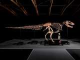 Entre una gran polémica, subastan un “Tyrannosaurus rex” por más de COP 150.000 millones