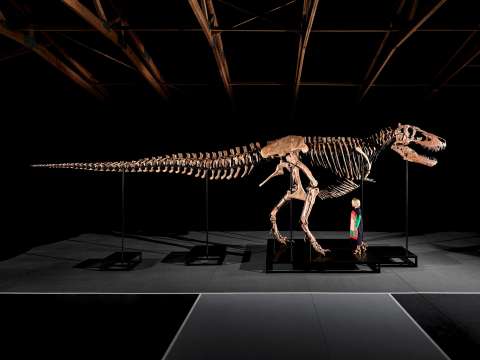 Entre una gran polémica, subastan un “Tyrannosaurus rex” por más de COP 150.000 millones