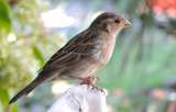 ¿Hubo más aves en las ciudades en la cuarentena? Al parecer, solo cambiaron su comportamiento