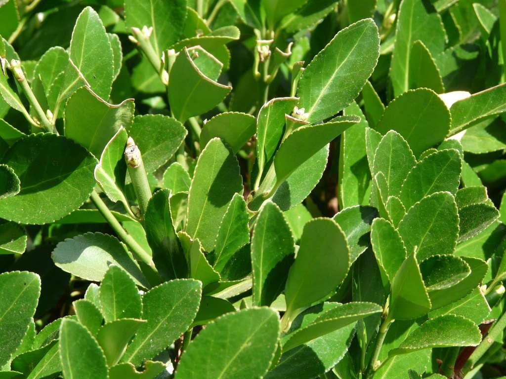 Foto en primer plano que muestra hojas de la planta de laurel.